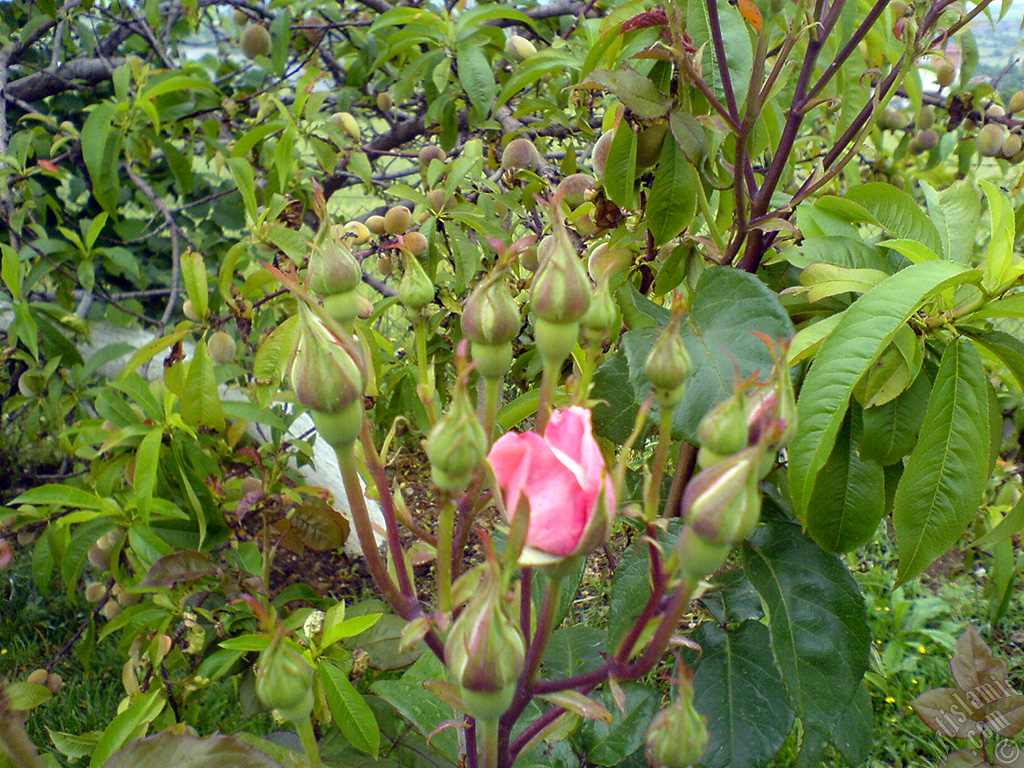 Pink rose photo.
