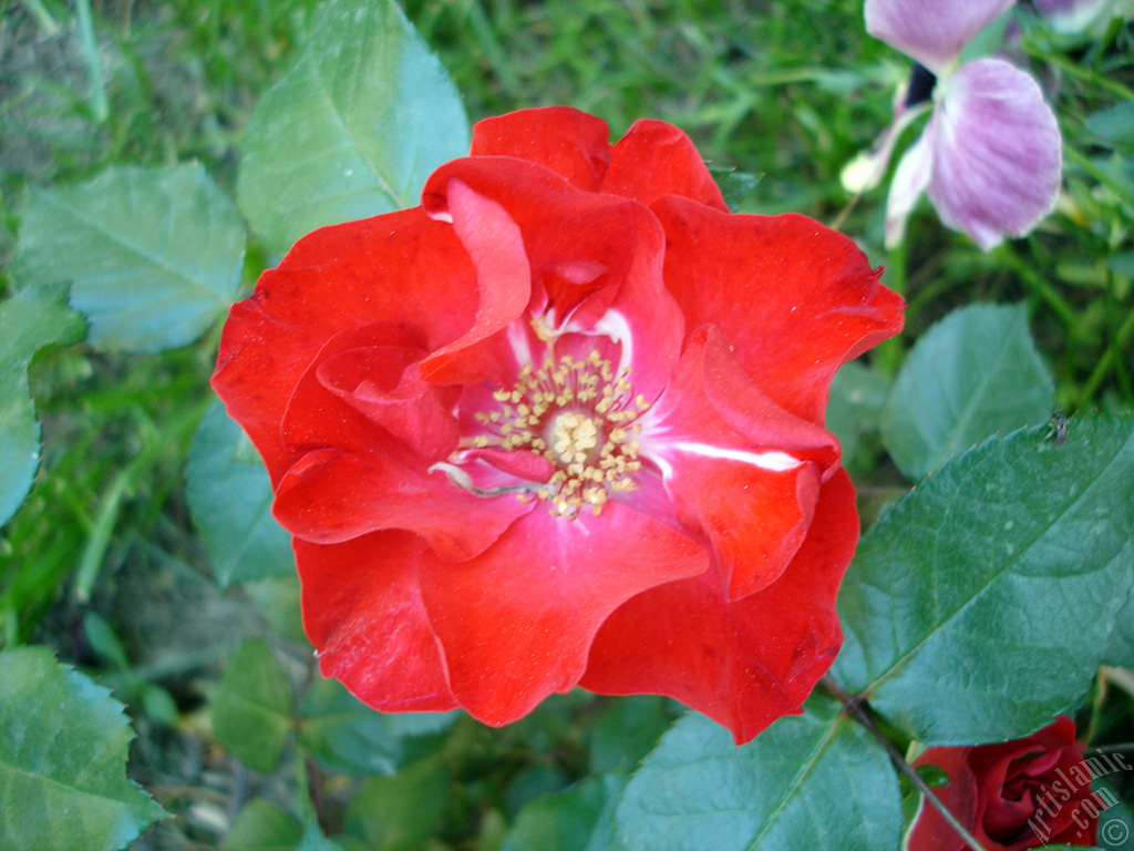 Red rose photo.
