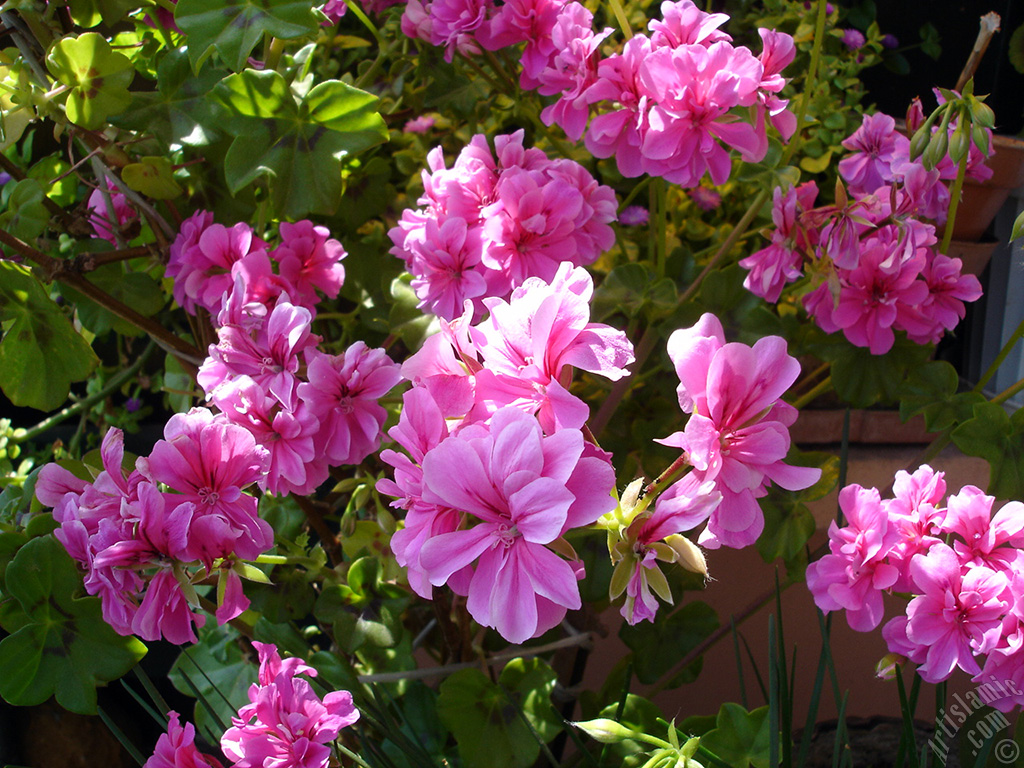 Pink Colored Pelargonia -Geranium- flower.
