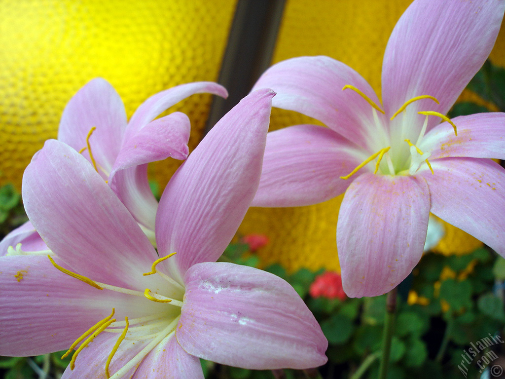 Pink color flower similar to lily.
