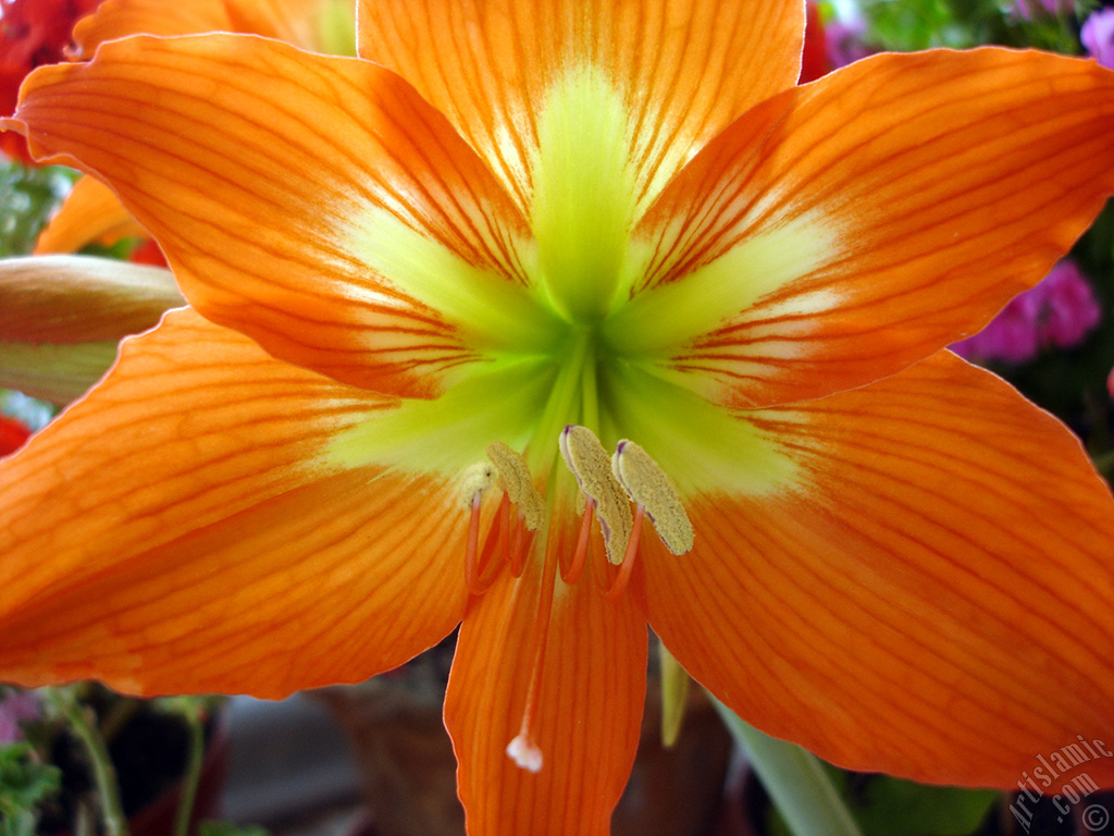 Red color amaryllis flower.

