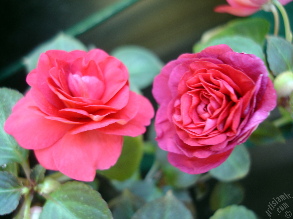 Red color Begonia Elatior flower.
