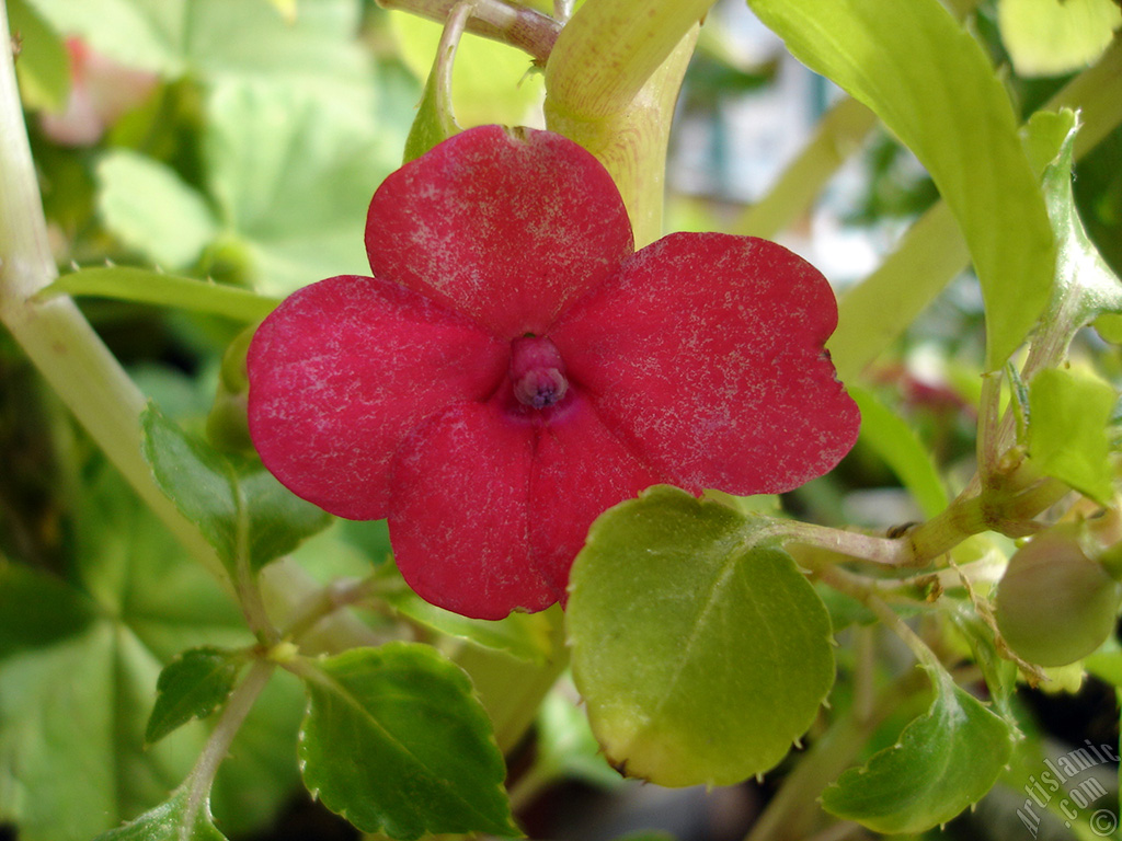 Garden Balsam, -Touch-me-not, Jewel Weed- flower.
