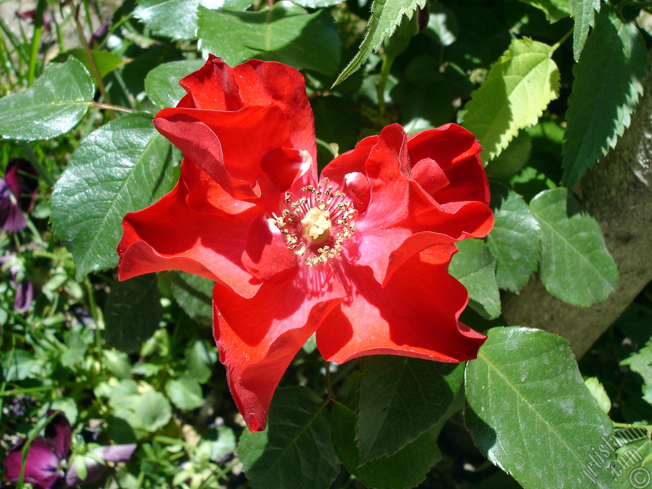 Red rose photo.
