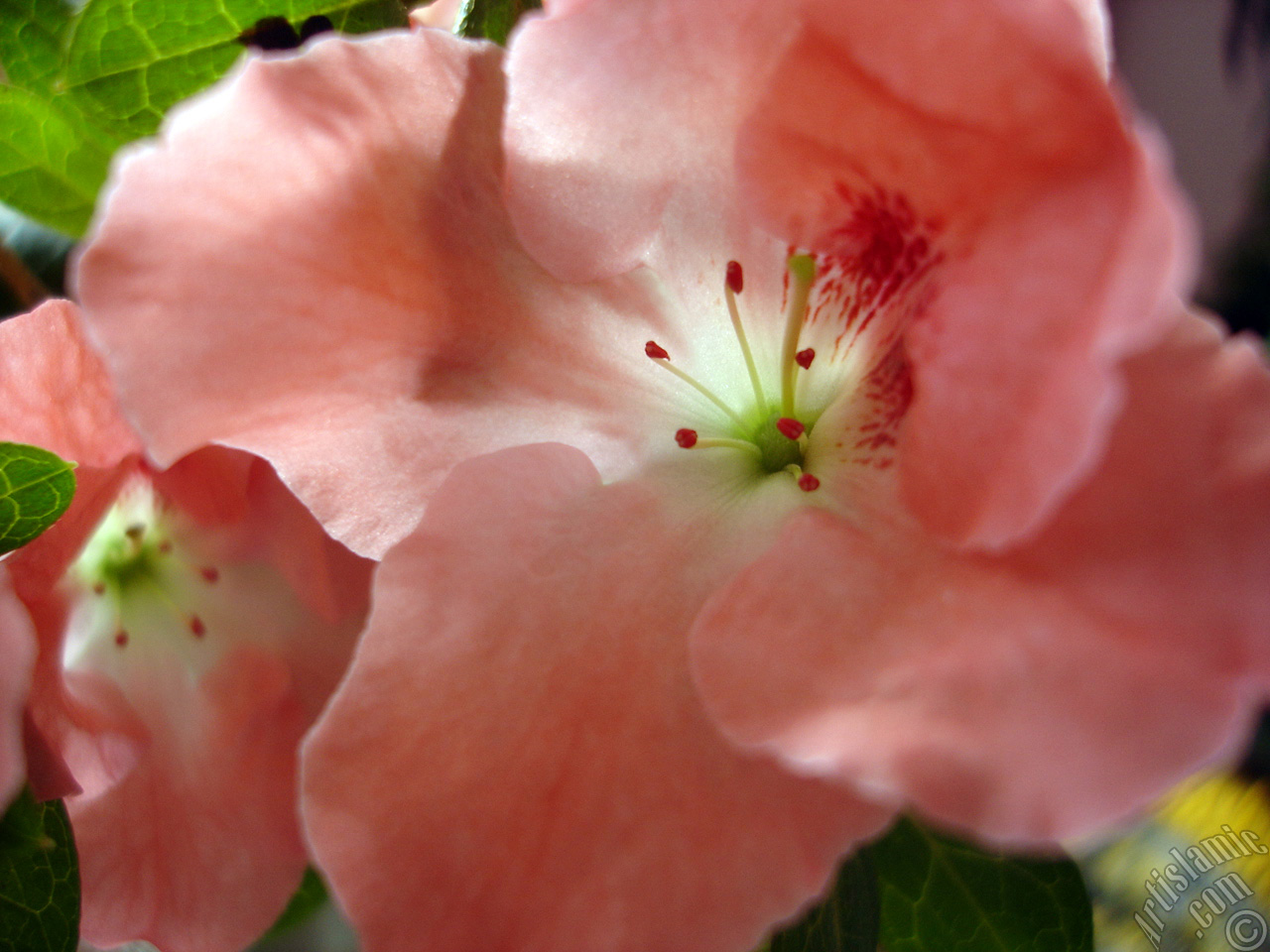 Pink color Azalea -Rhododendron- flower.
