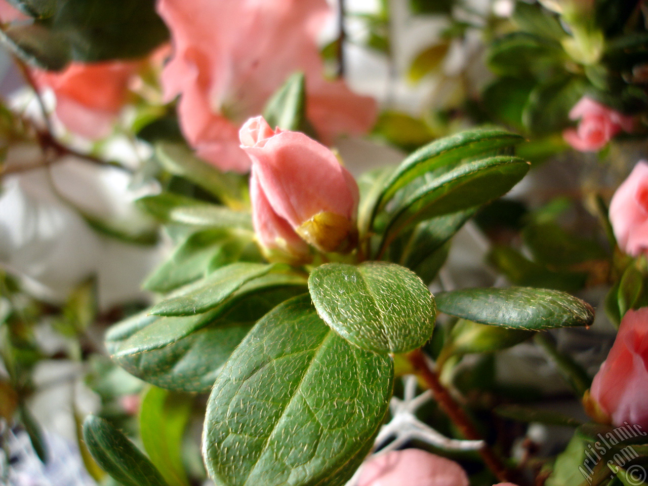 Pink color Azalea -Rhododendron- flower.
