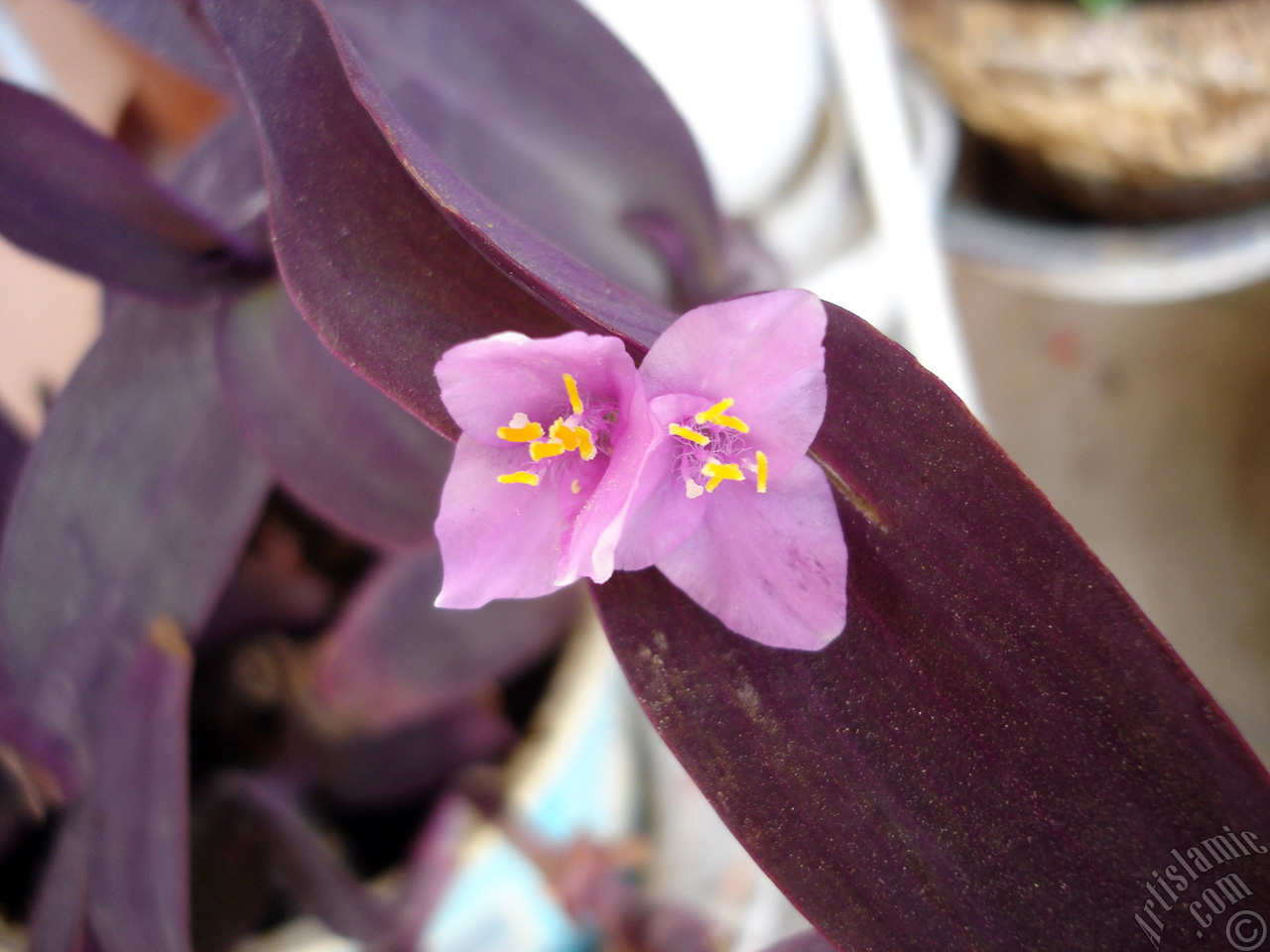 Purple Heart -Purple Queen- flower.

