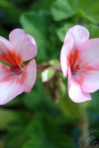 A mobile wallpaper and MMS picture for Apple iPhone 7s, 6s, 5s, 4s, Plus, iPods, iPads, New iPads, Samsung Galaxy S Series and Notes, Sony Ericsson Xperia, LG Mobile Phones, Tablets and Devices: Pink and red color Pelargonia -Geranium- flower.
