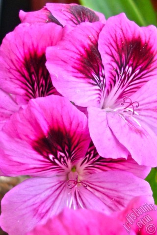 A mobile wallpaper and MMS picture for Apple iPhone 7s, 6s, 5s, 4s, Plus, iPods, iPads, New iPads, Samsung Galaxy S Series and Notes, Sony Ericsson Xperia, LG Mobile Phones, Tablets and Devices: Dark pink mottled Pelargonia -Geranium- flower.
