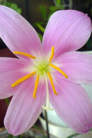 A mobile wallpaper and MMS picture for Apple iPhone 7s, 6s, 5s, 4s, Plus, iPods, iPads, New iPads, Samsung Galaxy S Series and Notes, Sony Ericsson Xperia, LG Mobile Phones, Tablets and Devices: Pink color flower similar to lily.
